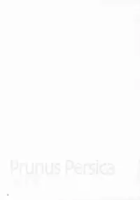 (C73) [Yakan Honpo & Yakan Hikou (Inoue Tommy)] Prunus Persica (Fate/stay night)