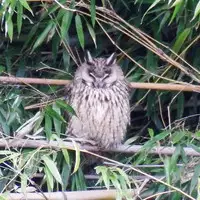 [Sabi Wasabi] Harpy to Issho (Monster Musume to no Chigiri) [Chinese] [虎斑木菟漢化]] [Digital]