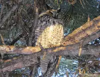 [Shiina] Noraneko Shoujo to no Kurashikata Ch. 1 (COMIC Ananga Ranga Vol. 12) [Chinese] [虎斑木菟漢化] [Digital]